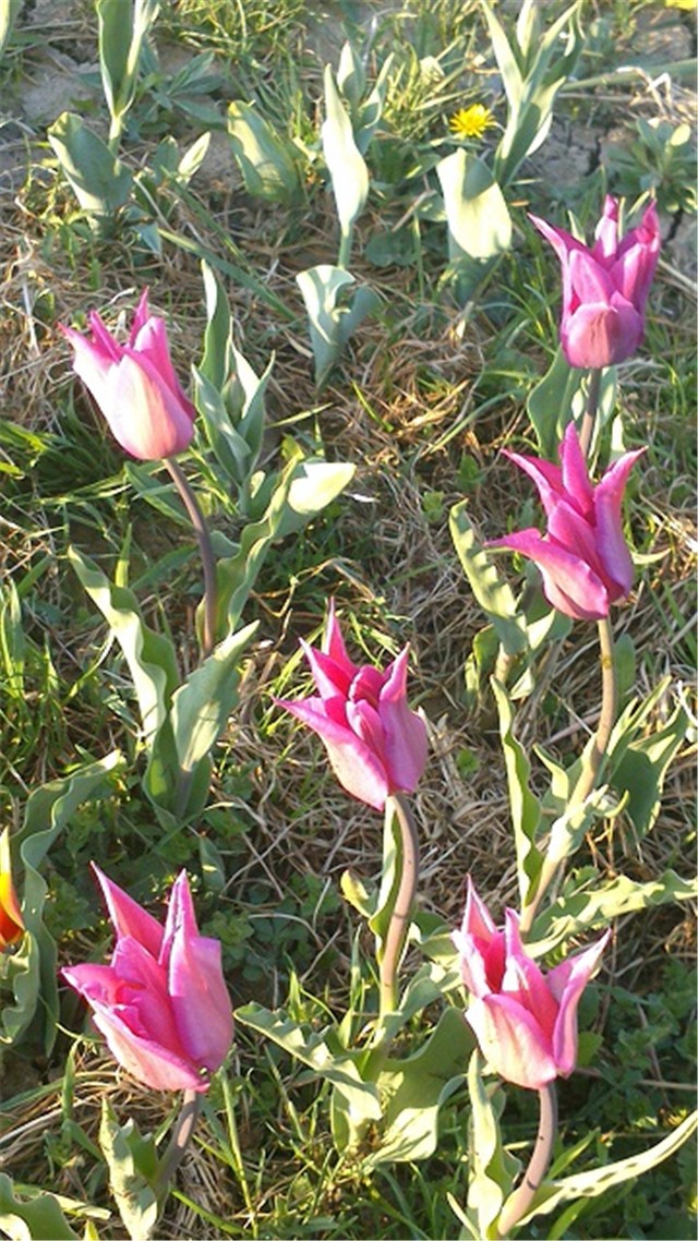 tulipanište